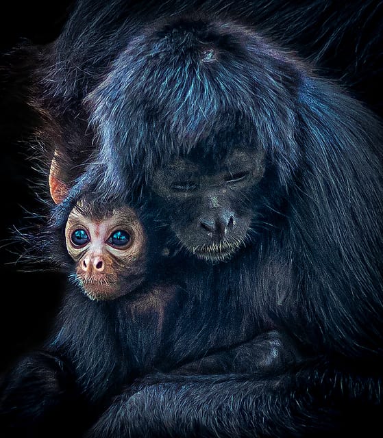 Blackpool: Zoo Admission Ticket - Big Cats, Red Pandas, and Walk-Through Up-Close Moments