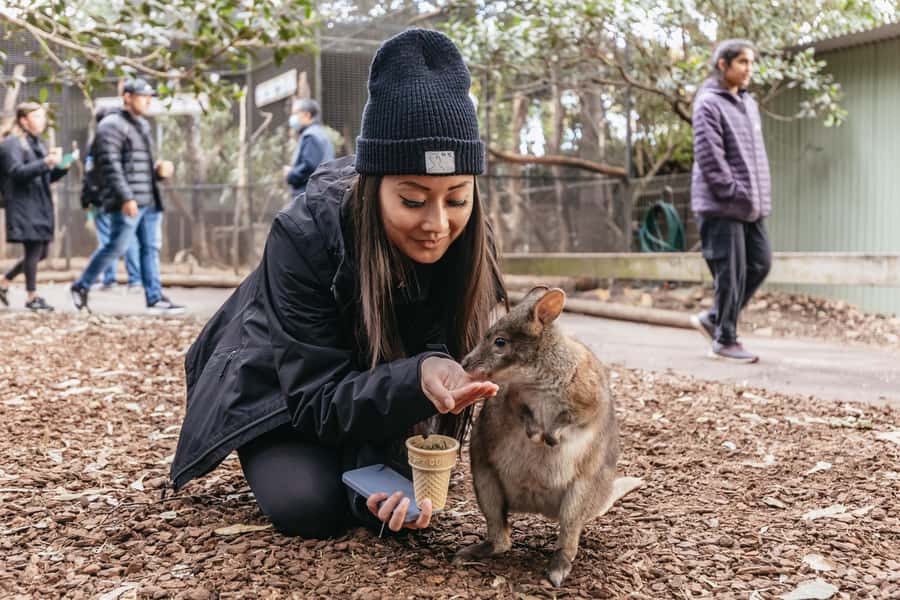 Blue Mountain: Small-Group Tour with Lunch & Scenic World - A 10-hour plan that hits the big sights without feeling chaotic