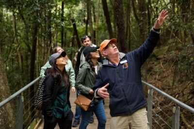 Blue Mountain: Small-Group Tour with Lunch & Scenic World - Getting there in a deluxe mini coach with WiFi and real guide talk