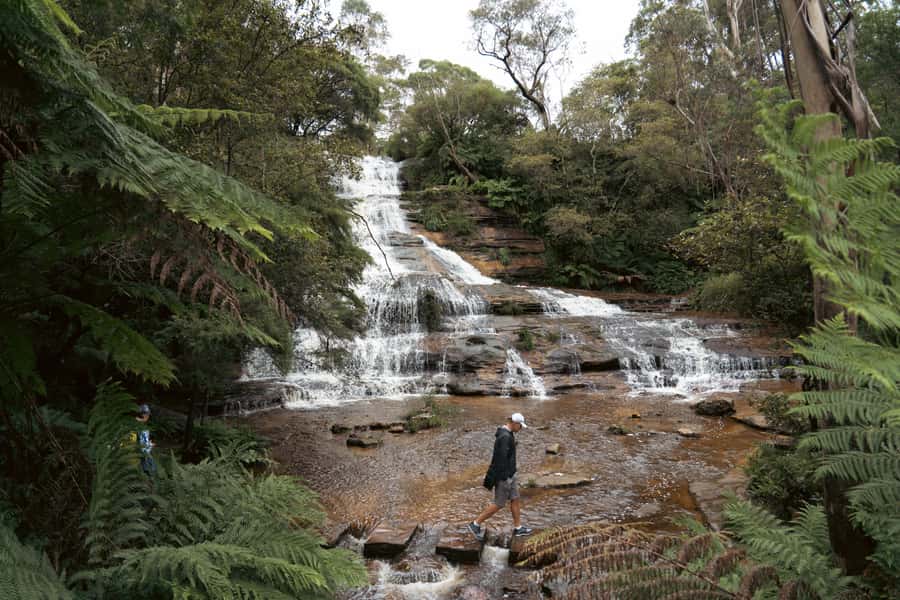 Blue Mountains Adventure: Scenic World, Zoo & Koala Photo - Sydney Zoo and the Free Koala Photo: The Big Animal Moment