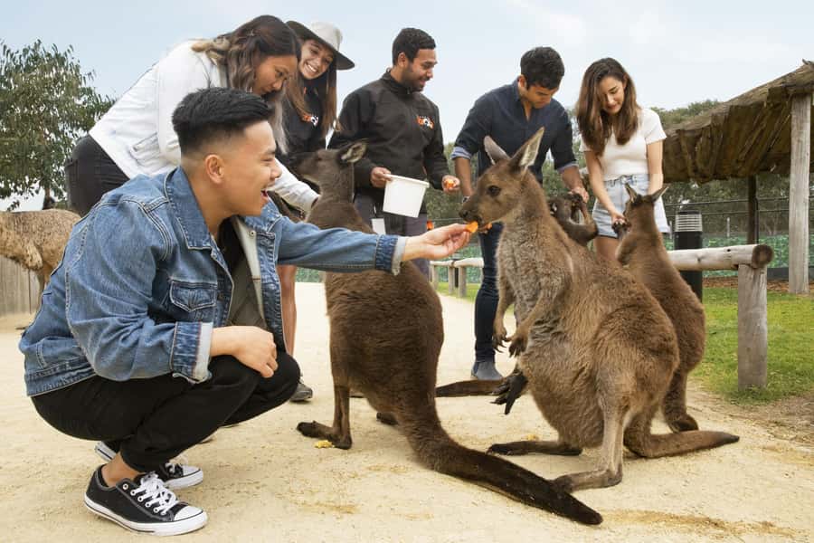 Blue Mountains Adventure: Scenic World, Zoo & Koala Photo - Who Should Book This Blue Mountains Adventure (and Who Might Not)