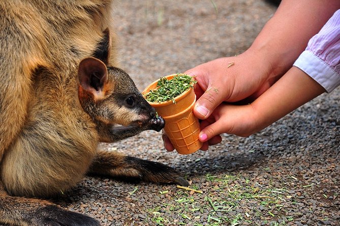 Blue Mountains Highlights, Wildlife Park and Scenic World Full Day Private Tour - Private Blue Mountains planning from Sydney, without the hassle