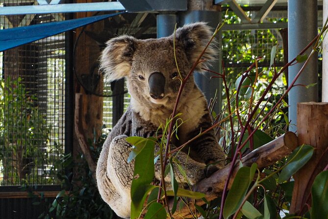 Blue Mountains Small Group Tour with Lunch, Zoo and Scenic World - Scenic World: Railway and Cableway Included