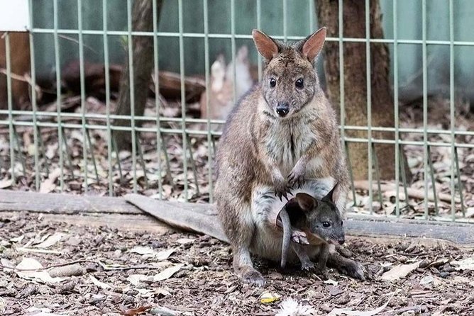 Blue Mountains Tour PRIVATE with Wildlife Park and River Cruise - Weather, Fog, and What to Do When the Mountains Don’t Cooperate