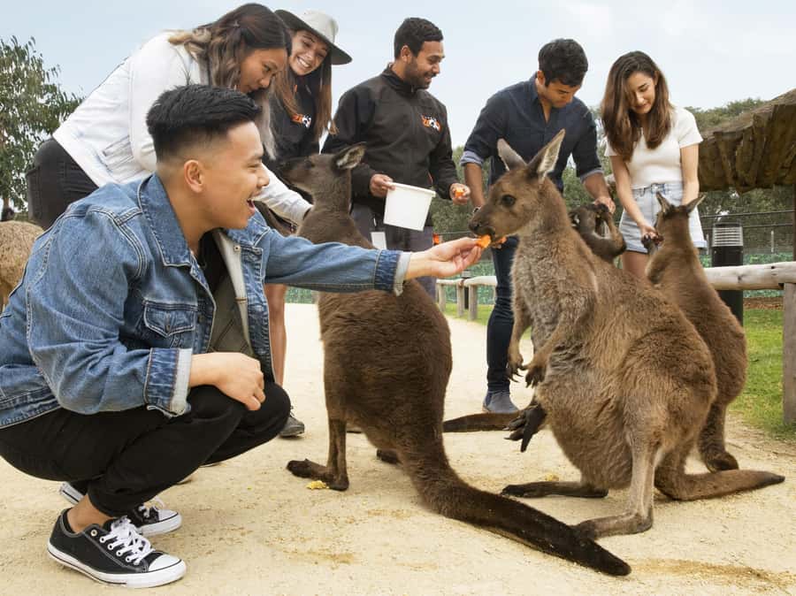 Blue Mountains Tour w/Lunch: Scenic World, Zoo & Koala Photo - Katoomba Cascades, Wentworth Falls Area, and Quiet Lookouts