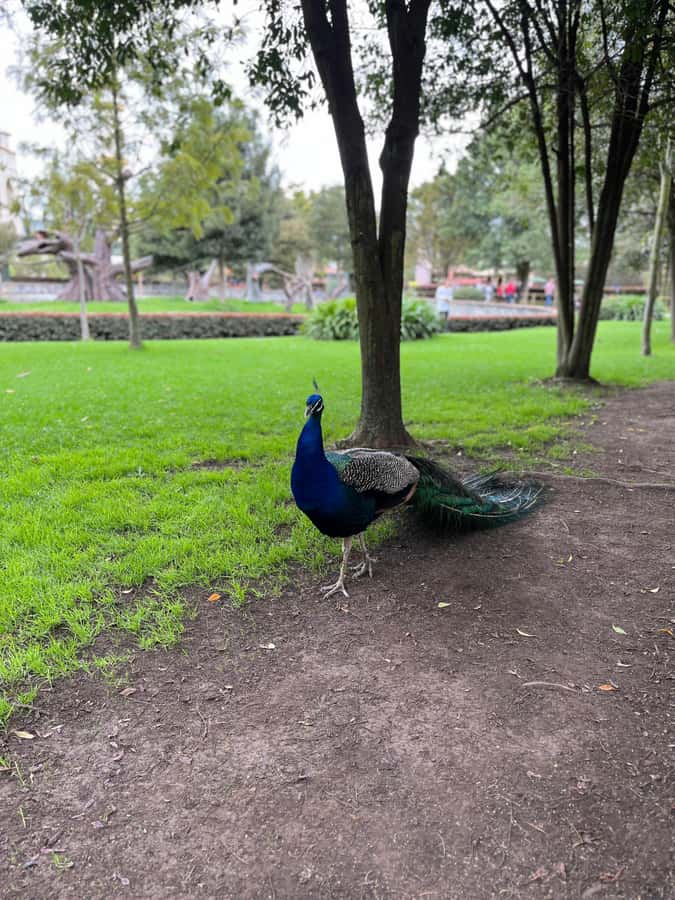 BOGOTA: Tour of Jaime Duque Park, Zoo, and Aerospace Museum - Aerospace Museum: planes and space, explained in guide-led time