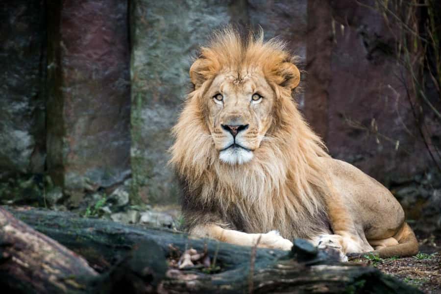 Boston: Franklin Park Zoo Entry Ticket - Key highlights for your day at Franklin Park Zoo