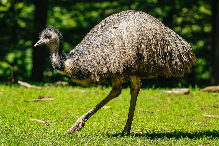 Boston: Franklin Park Zoo Entry Ticket - Price and what you actually get for a Franklin Park Zoo day