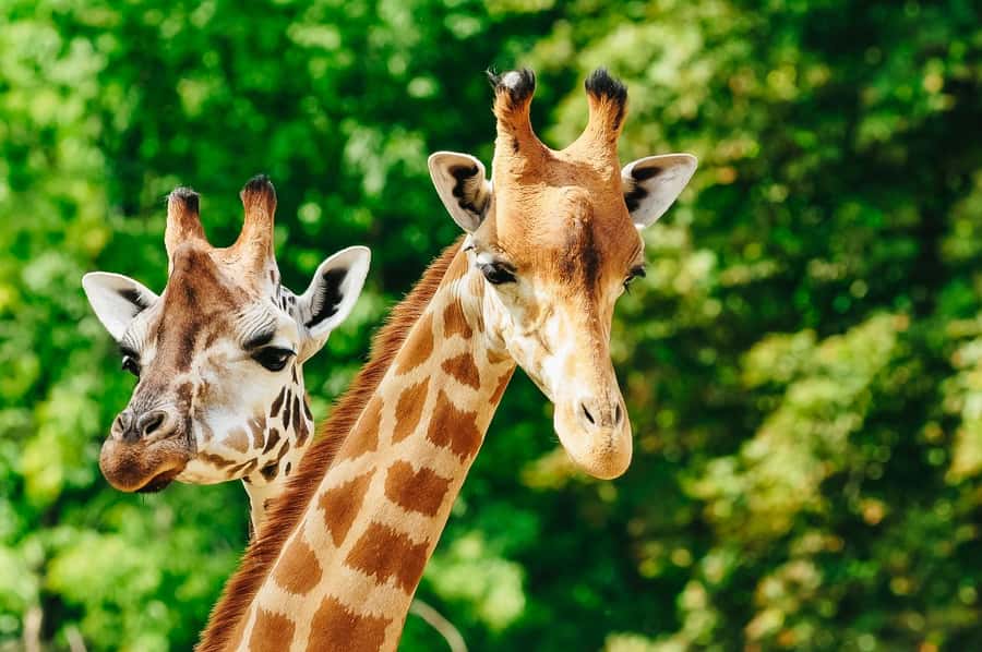 Boston: Franklin Park Zoo Entry Ticket - Timing by season: use opening hours to catch animals at their best