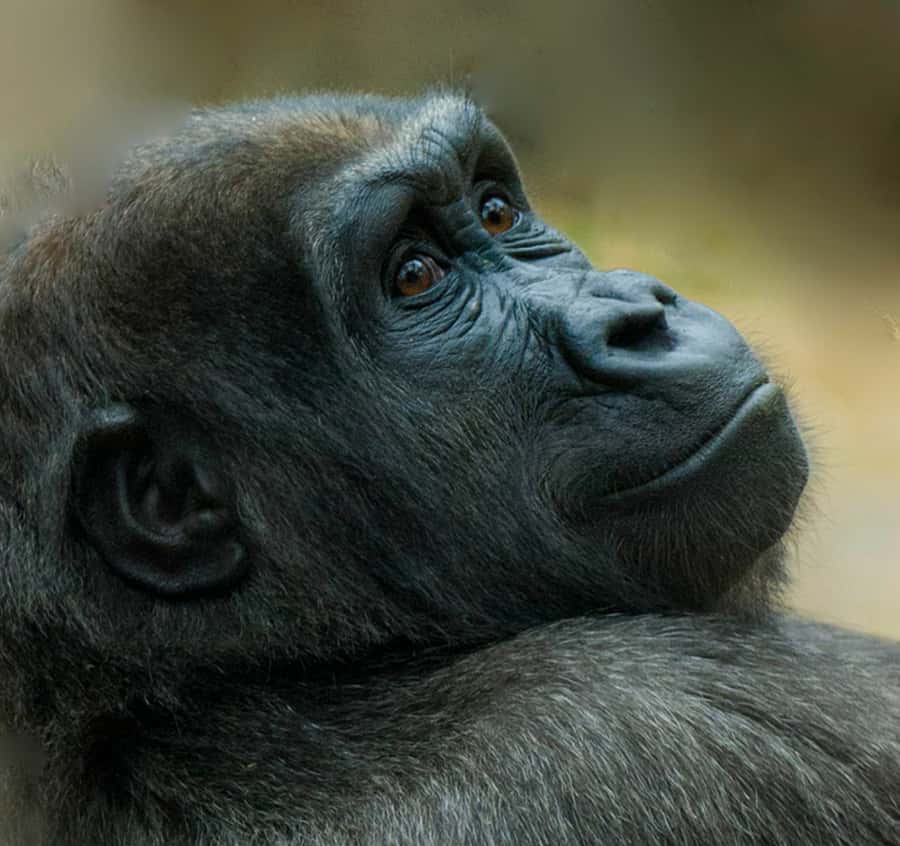 Boston: Franklin Park Zoo Entry Ticket - Planning your route across 72 acres (and why the order matters)