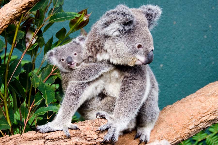 Breakfast with Koalas at WILD LIFE Zoo Darling Harbour - Highlights Tour With a WILD LIFE Keeper: Seeing More Than the Usual Photo Spots
