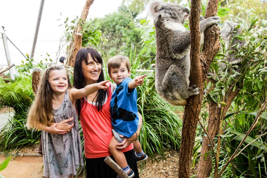 Breakfast with Koalas at WILD LIFE Zoo Darling Harbour - Koala Photos and the Take-Home Memento: How to Turn It Into a Real Souvenir