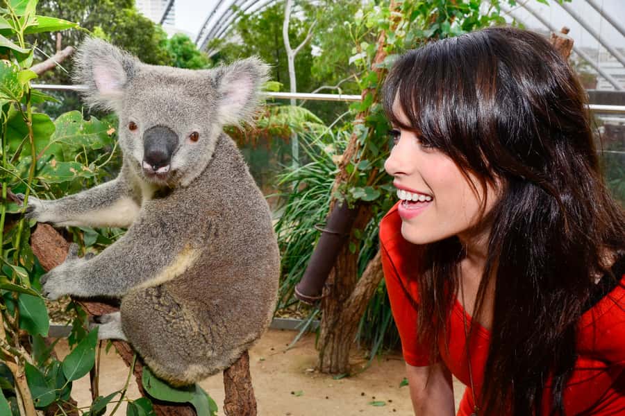 Breakfast with Koalas at WILD LIFE Zoo Darling Harbour - Quick FAQ for Your Koala Breakfast Morning