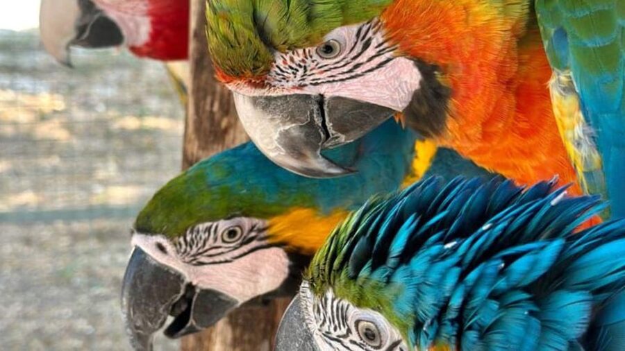 Breakfast with parrots at Masseria Mazzetta with wildlife park - Masseria Mazzetta morning: breakfast first, then birds