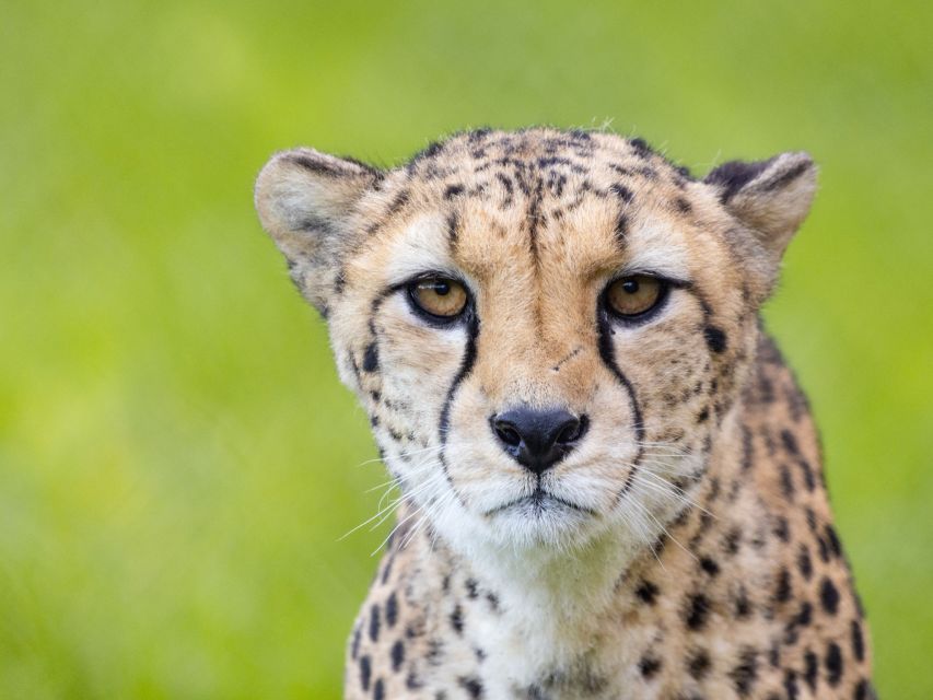 Bristol: Bristol Zoo Project Entry Ticket - Key Things I’d Prioritize at Bristol Zoo Project