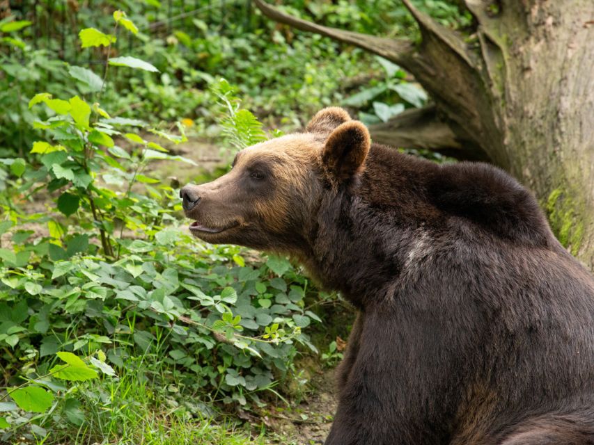 Bristol: Bristol Zoo Project Entry Ticket - Your Animal Mix Beyond the Headliners