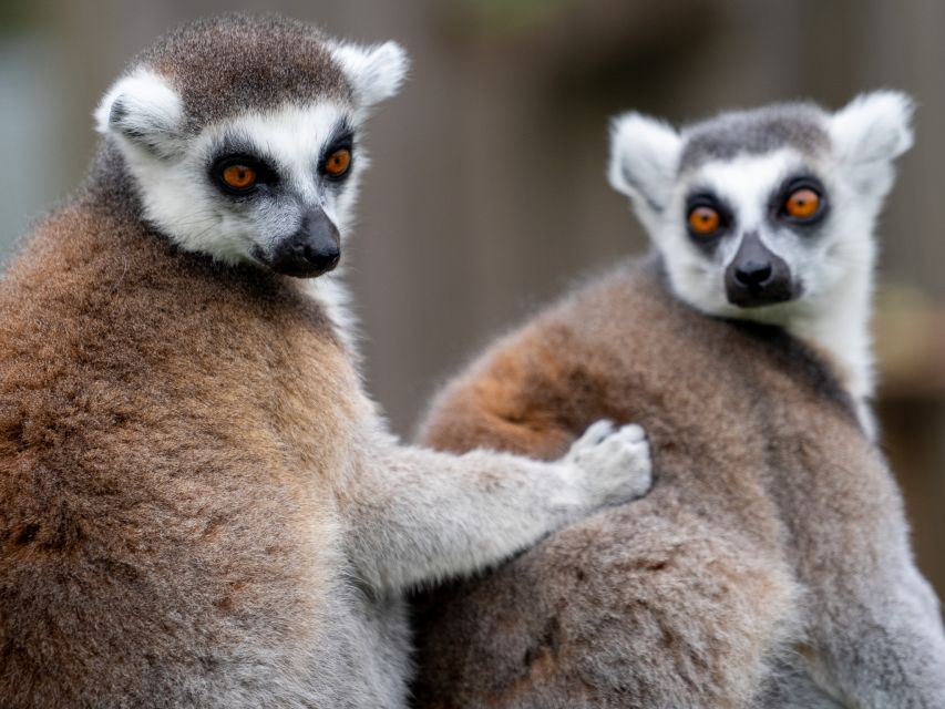 Bristol: Bristol Zoo Project Entry Ticket - Animal Talks and Feeds: Make Them Part of Your Route