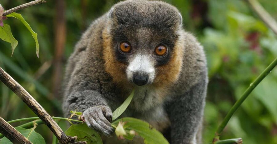 Bristol: Bristol Zoo Project Entry Ticket - Lemur Walkthrough: The Overhead Moment You’ll Want to Time Right