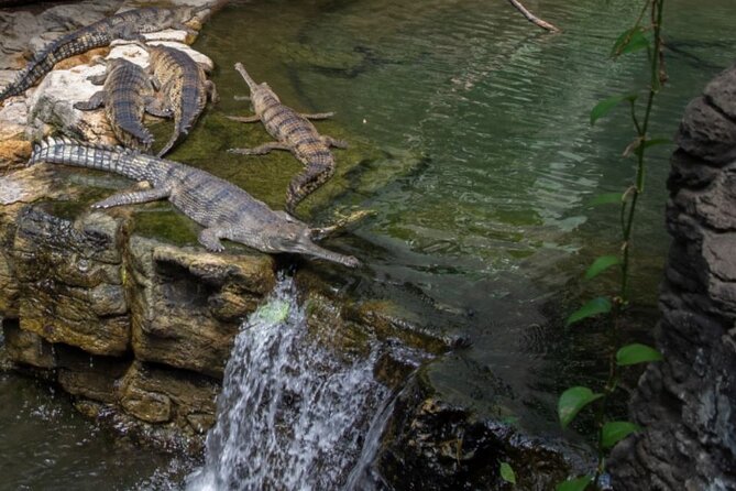 Bronx Zoo Admission Ticket - Children’s Petting Zoo: Hands-On Fun (Bring the Patience, Too)