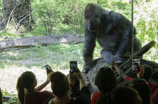 Bronx Zoo Admission Ticket - Unlimited Rides and Attractions: How the Zoo Gets Easier on Families