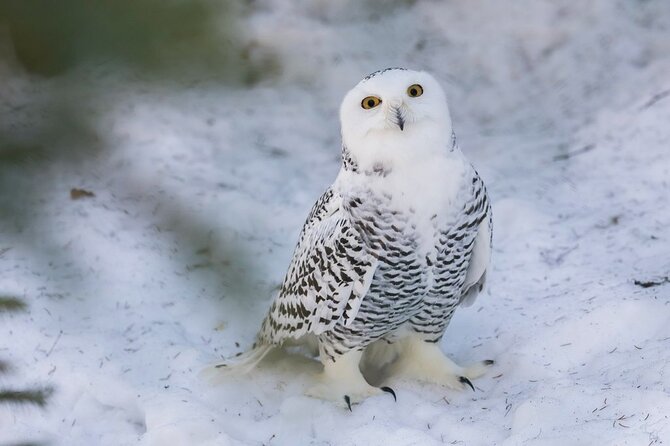 Bus to Ranua Zoo from Rovaniemi - The real schedule: 5 hours total, with 3 hours at Ranua Zoo