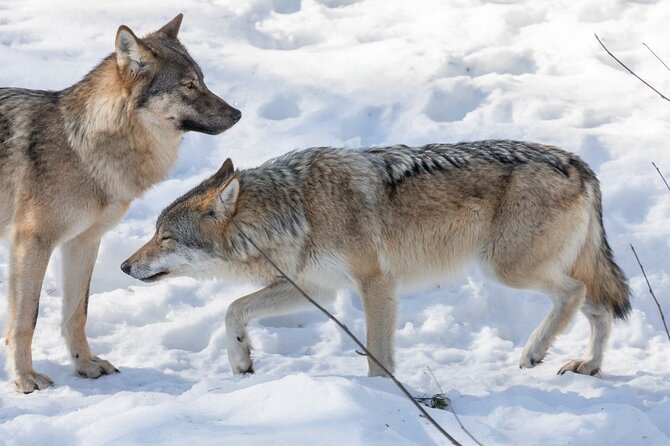 Bus to Ranua Zoo from Rovaniemi - Ranua Zoo in winter: plan for hibernation and cold-weather viewing