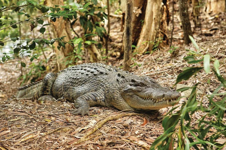 Cairns Shore Excursion: Crocodile & Wildlife Park Tour - Hartley’s Crocodile Adventures: What Makes This Shore Excursion Feel Worth It