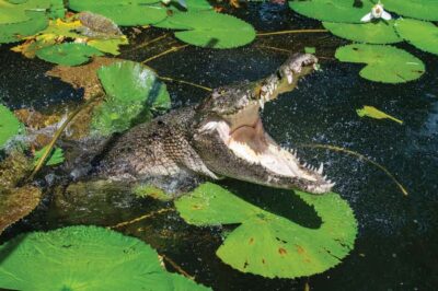 Cairns Shore Excursion: Crocodile & Wildlife Park Tour - Park Time on Foot: Woodlands and Rainforest Wildlife Viewing