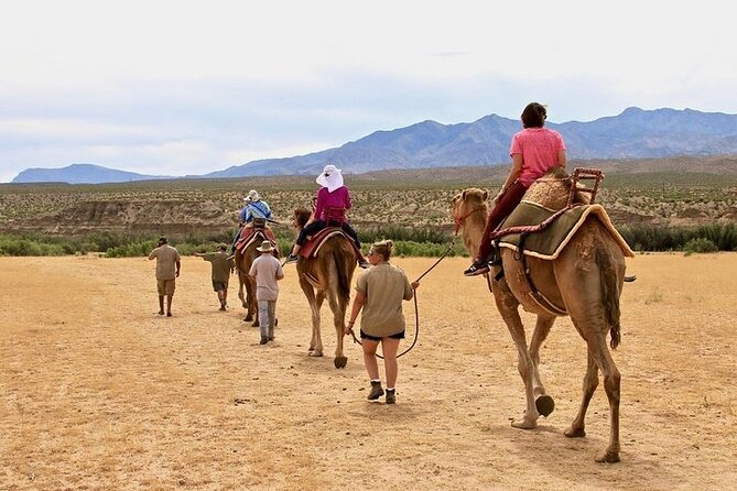 Camel Safari - Camel Ride and Zoo Tour - Bunkerville’s Camel Safari: the desert zoo break that’s easy to fit in