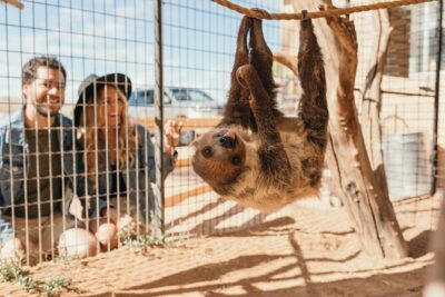 Camel Safari - Camel Ride and Zoo Tour - Small-group interaction: why max 15 matters with animal keepers
