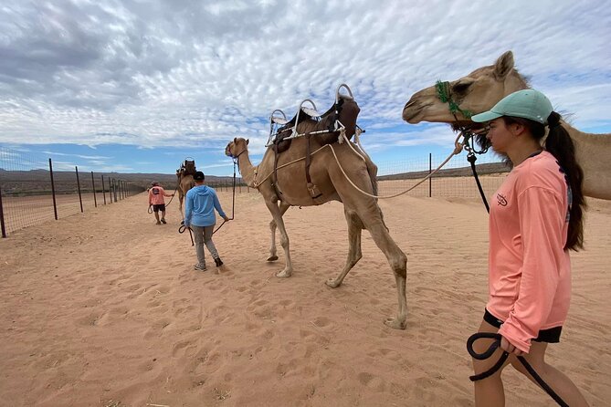 Camel Safari - Camel Ride and Zoo Tour - Tram feeding rounds option: behind-the-scenes camel care in the morning