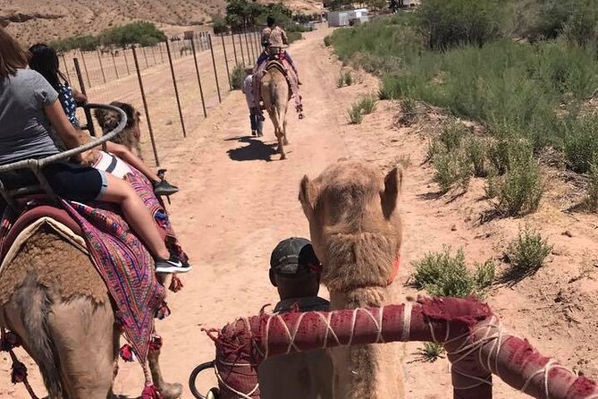 Camel Safari - Camel Ride and Zoo Tour - When to go: weather matters more than you think
