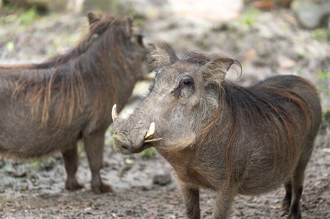Central Florida Zoo and Botanical Gardens Ticket - Value Check: $15 for Zoo Entry Plus Botanical Gardens and Parking