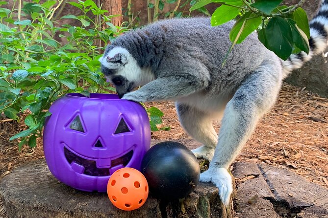 Central Florida Zoo and Botanical Gardens Ticket - Where to Eat and Drink Without Losing Your Day