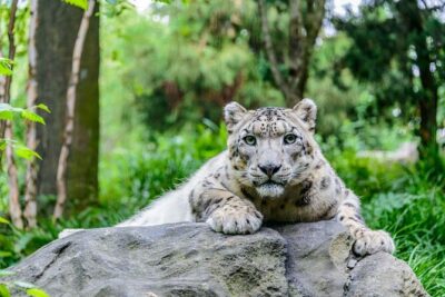 Central Park Zoo Admission Ticket with 4D Theater Access - Tropic Zone: warm air, birds, and the feeling of a mini-world
