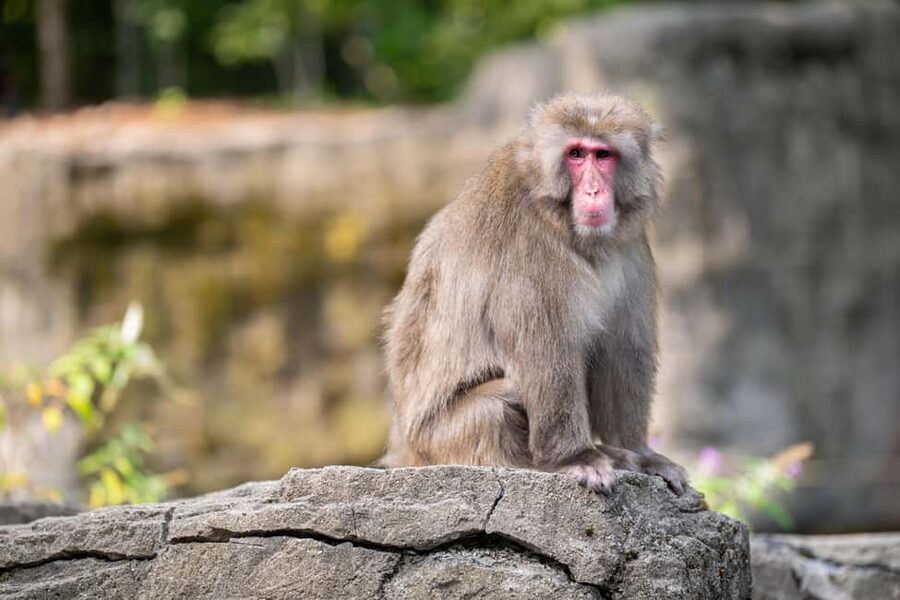 Central Park Zoo Entry Ticket - Ticket Value and What $22 Buys You