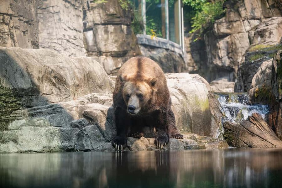 Central Park Zoo Entry Ticket - Tropic Zone: Two Floors of Rainforest Animals
