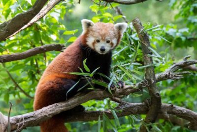 Central Park Zoo Entry Ticket - A Smart 1-Day Game Plan: Do the Zoo in Climate Order