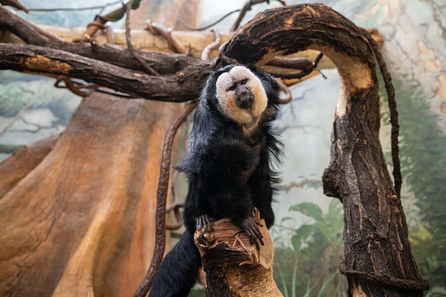Central Park Zoo Entry Ticket - Food, Shopping, and Bathroom Breaks Without Losing Momentum