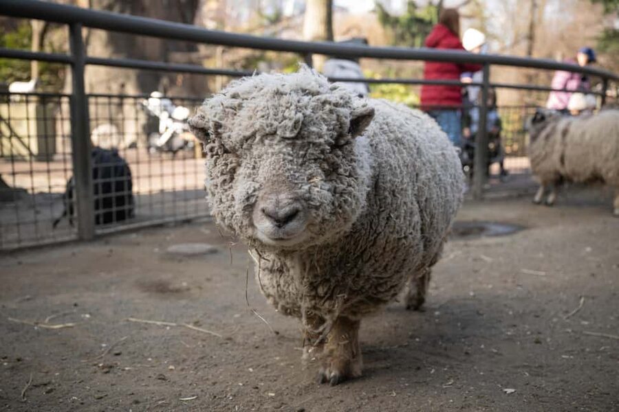 Central Park Zoo Entry Ticket - Best For Who? (Families, Animal Lovers, and Efficient NYC Days)