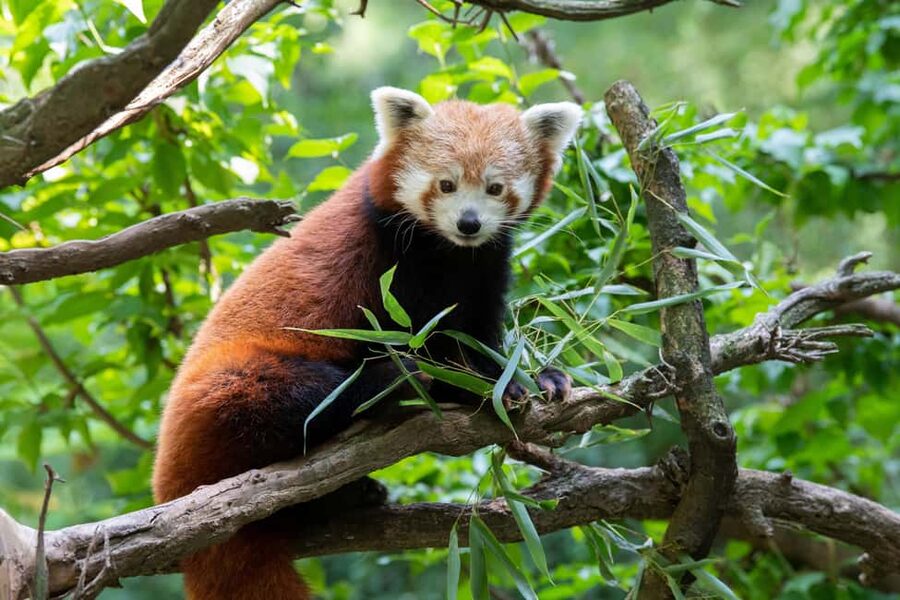 Central Park Zoo Entry Ticket - A Smart 1-Day Game Plan: Do the Zoo in Climate Order