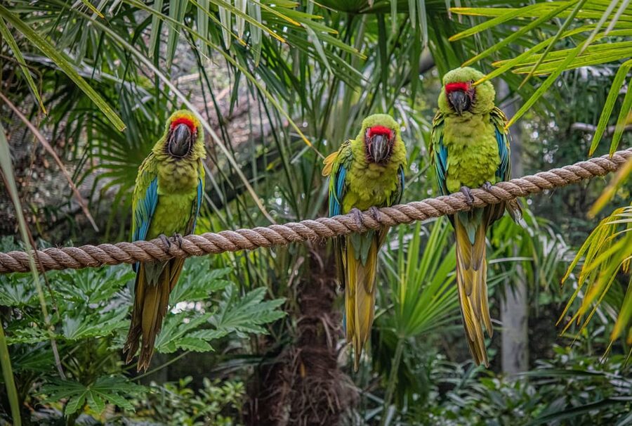 Chester: Chester Zoo Entry Ticket - Key points worth planning around