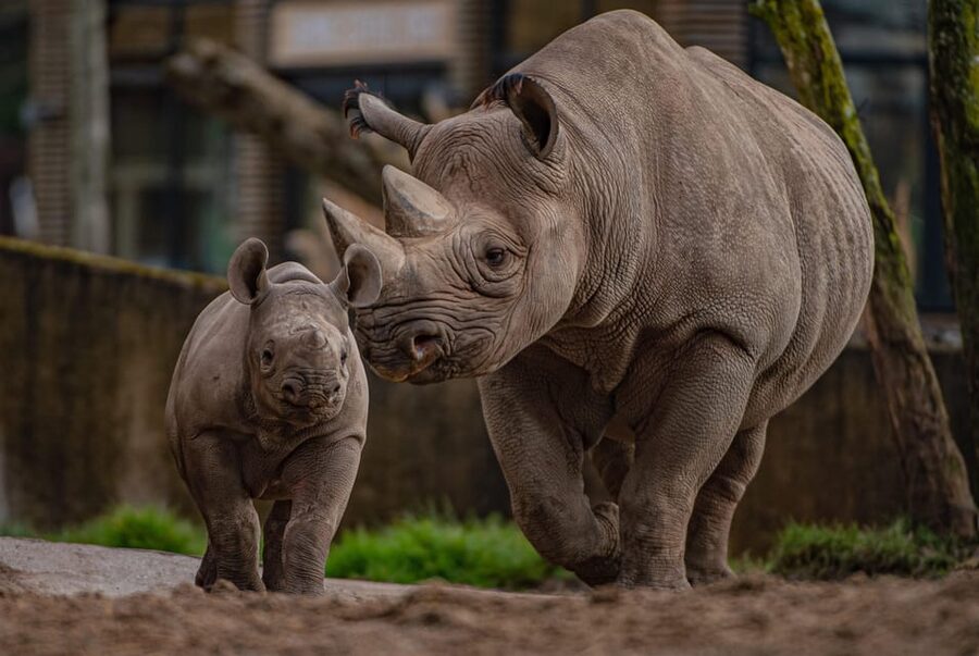 Chester: Chester Zoo Entry Ticket - A suggested 1-day route through the biggest hits