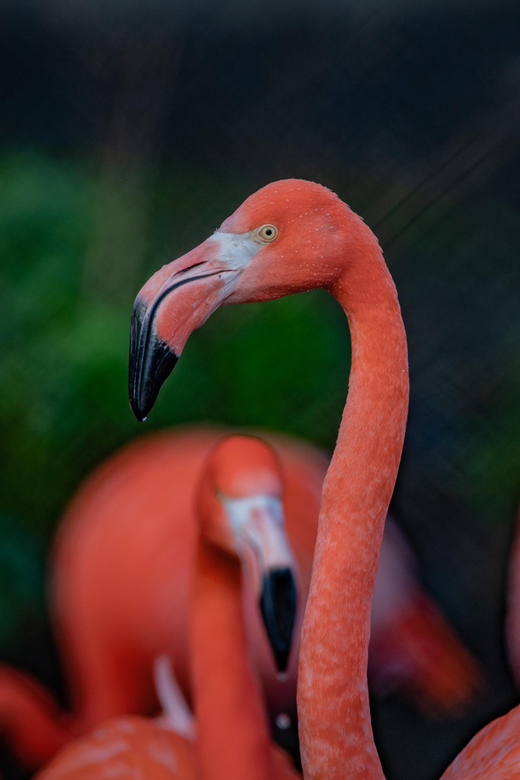 Chester: Chester Zoo Entry Ticket - Gardens, bird caves, and the calm moments between big animals