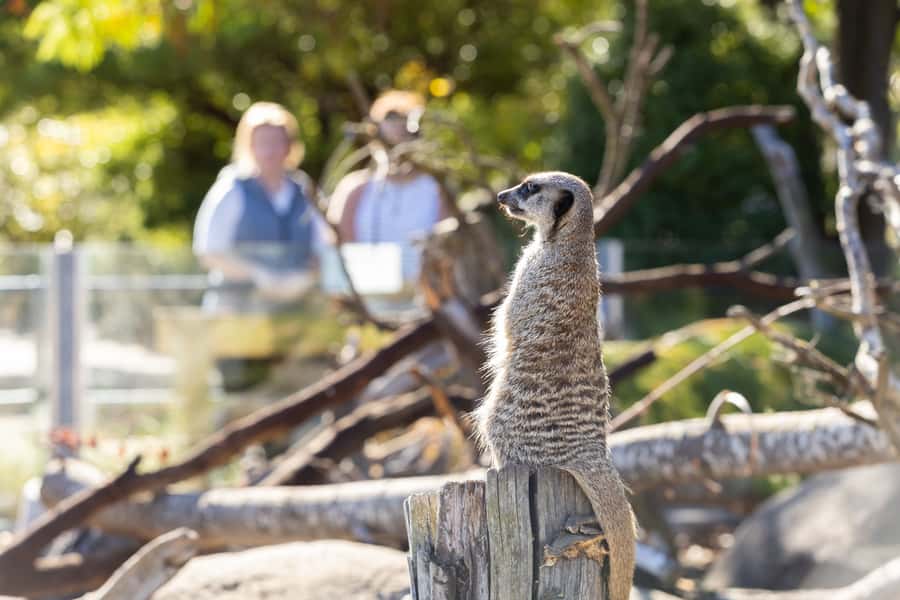 Christchurch: Orana Wildlife Park Admission - Key things to know before you go