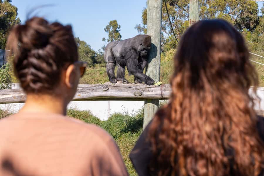 Christchurch: Orana Wildlife Park Admission - Your game plan: shuttle stops, walkways, and how to cover 180 hectares without stress