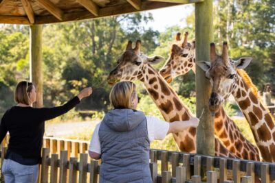 Christchurch: Orana Wildlife Park Admission - Timing your day: arrive at 10 AM for the 10:45 presentations