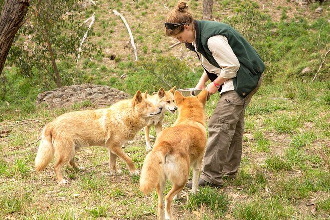 Cleland Wildlife Park Experience - from Adelaide including Mt Lofty Summit - Getting from Adelaide: pickup, timing, and the minivan rhythm