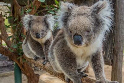 Cleland Wildlife Park Experience - from Adelaide including Mt Lofty Summit - Stop 1 at Cleland: feeding kangaroos and getting koala face-time