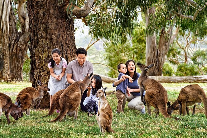 Cleland Wildlife Park Experience - from Adelaide including Mt Lofty Summit - Stop 2: Mount Lofty Summit—great views, short stop